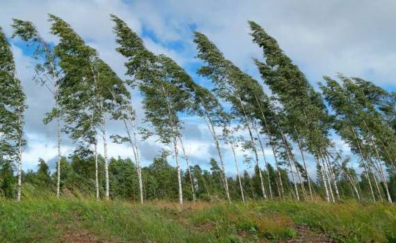 Alertă de vânt puternic în toată Moldova - agroexpert.md