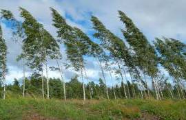 Alertă de vânt puternic în toată Moldova - agroexpert.md