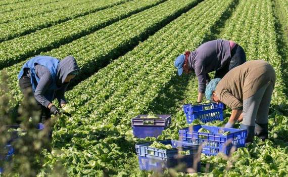 Munca sezonieră intră în era digitală - agroexpert.md