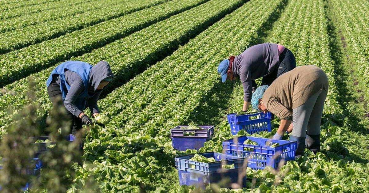 Munca sezonieră intră în era digitală - agroexpert.md