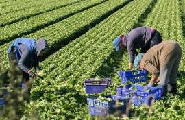 Munca sezonieră intră în era digitală - agroexpert.md