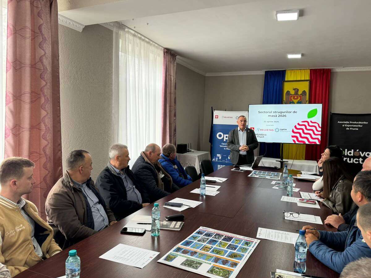 Cum vor face față fermierii din sud provocărilor din sectorul strugurilor de masă - agroexpert.md