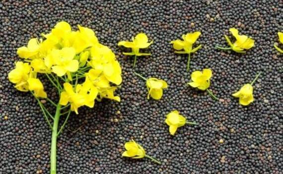 Экспортные цены на украинский рапс за неделю почти не изменились - agroexpert.md