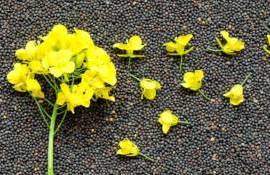 Экспортные цены на украинский рапс за неделю почти не изменились - agroexpert.md