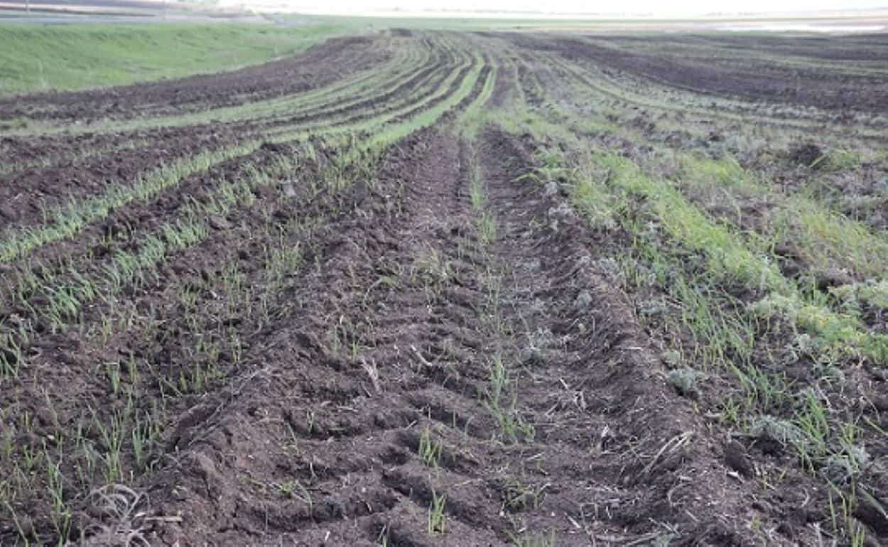 Уплотнение почвы: какие симптомы на поле могут указать на проблему - agroexpert.md