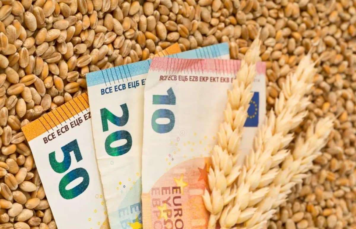Цены на пшеницу в Румынии находятся под давлением уборочной кампании - agroexpert.md