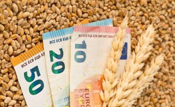 Цены на пшеницу в Румынии находятся под давлением уборочной кампании - agroexpert.md