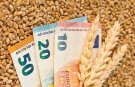 Цены на пшеницу в Румынии находятся под давлением уборочной кампании - agroexpert.md
