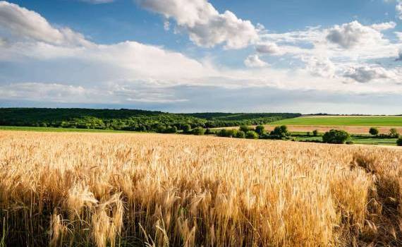 Recolta de toamnă ar putea fi una dintre cele mai bune din ultimii ani - agroexpert.md