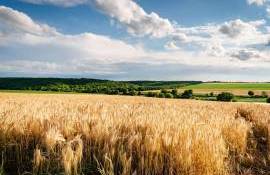 Recolta de toamnă ar putea fi una dintre cele mai bune din ultimii ani - agroexpert.md