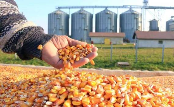 В США предлагают новые направления, увеличивающие спрос на кукурузу - agroexpert.md