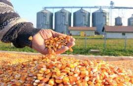 В США предлагают новые направления, увеличивающие спрос на кукурузу - agroexpert.md