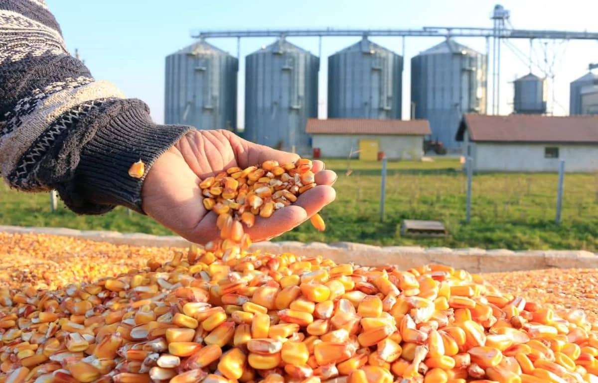В США предлагают новые направления, увеличивающие спрос на кукурузу - agroexpert.md