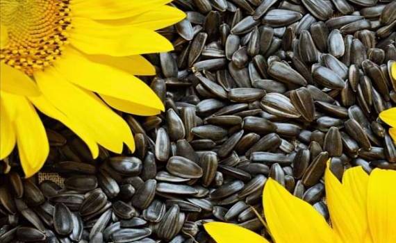 Международная торговля семенами подсолнечника в Молдове, январь–март 2026 - agroexpert.md