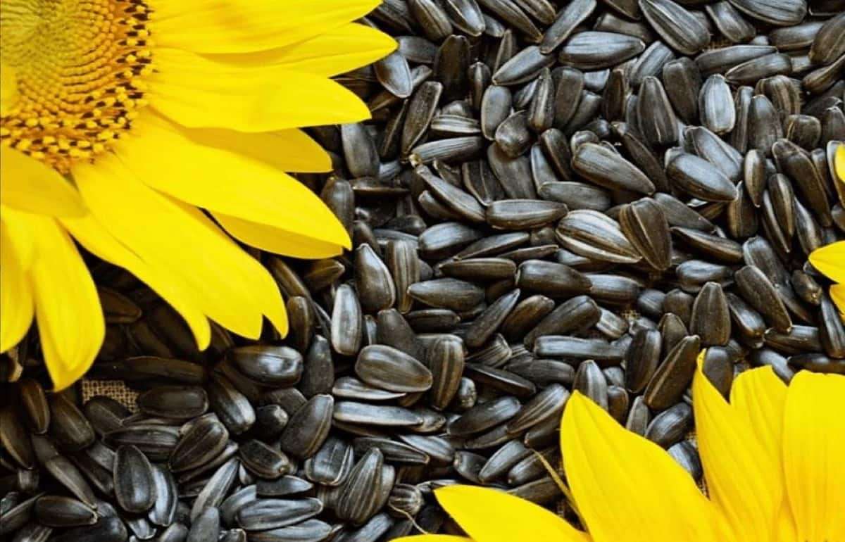 Международная торговля семенами подсолнечника в Молдове, январь–март 2026 - agroexpert.md