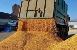 Украина подходит к сезону 2026/27 с 13 млн тонн переходных остатков зерна - agroexpert.md