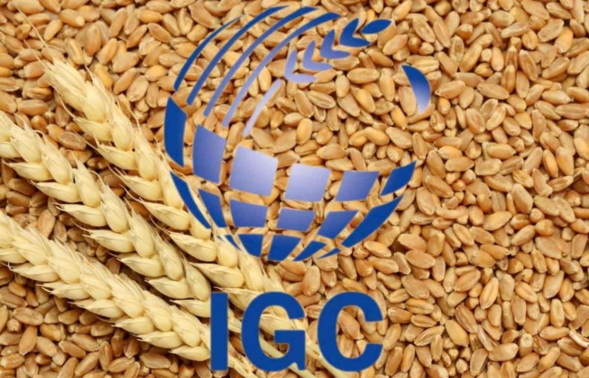 IGC понизил прогноз мирового производства и потребления зерна в 2026/27 МГ - agroexpert.md