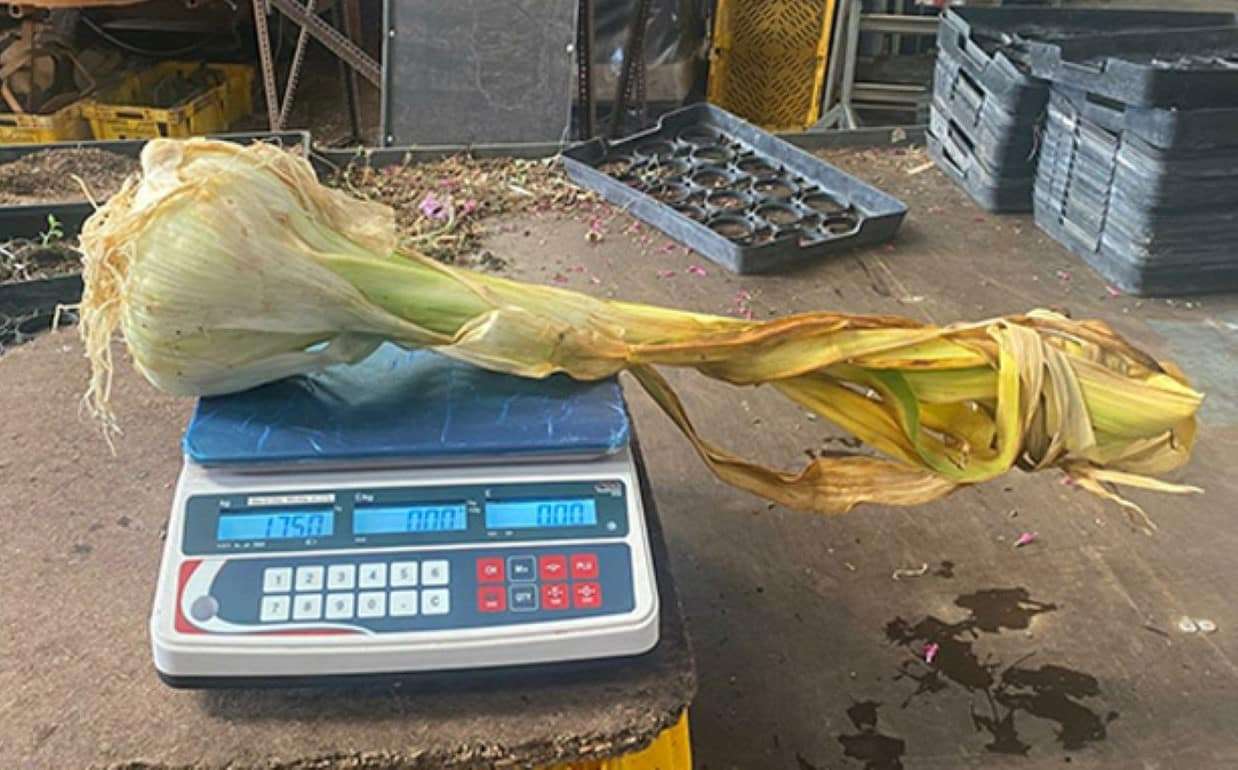 Рекордный по весу чеснок вырастил британский фермер - agroexpert.md