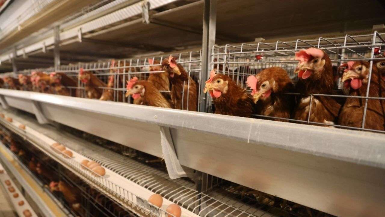 Fermele de găini pot aplica la proiectul AGGRI- AGROEXPERT.MD