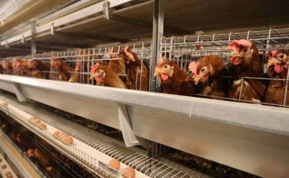 Fermele de găini pot aplica la proiectul AGGRI- AGROEXPERT.MD