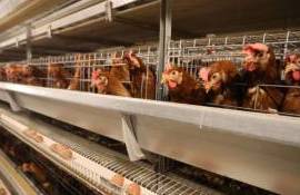 Fermele de găini pot aplica la proiectul AGGRI- AGROEXPERT.MD