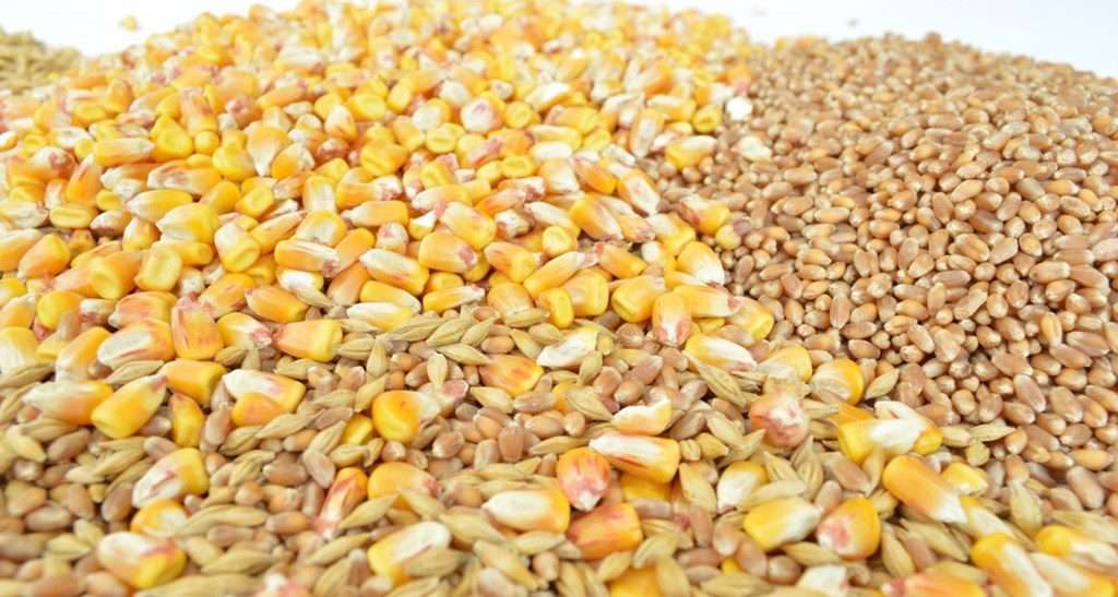 erealele moldovenești și cine plătește cel mai bine - agroexpert.md
