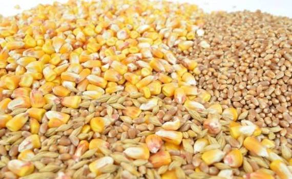 erealele moldovenești și cine plătește cel mai bine - agroexpert.md