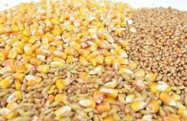 erealele moldovenești și cine plătește cel mai bine - agroexpert.md