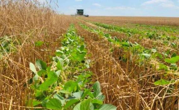 Соя после озимых: риск есть, но возможна прибыль $80–100/га - agroexpert.md