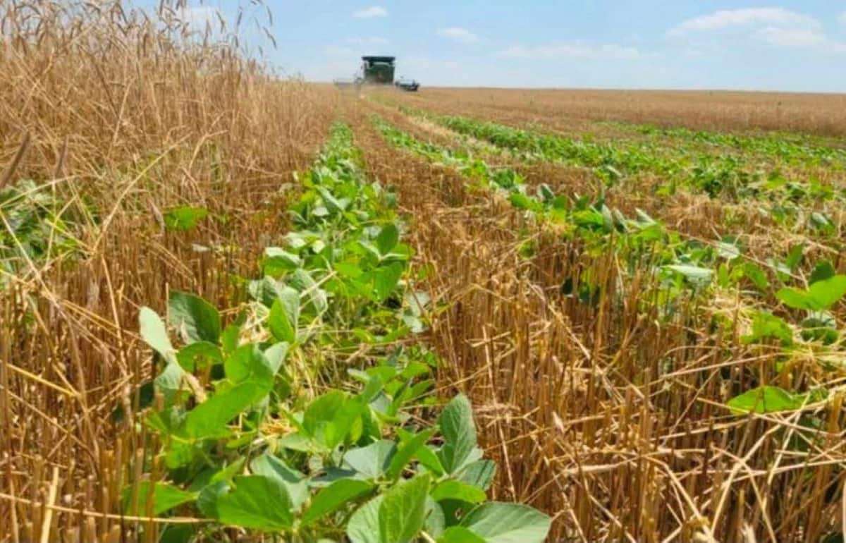 Соя после озимых: риск есть, но возможна прибыль $80–100/га - agroexpert.md