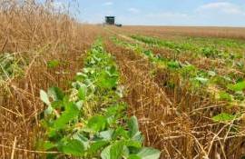 Соя после озимых: риск есть, но возможна прибыль $80–100/га - agroexpert.md