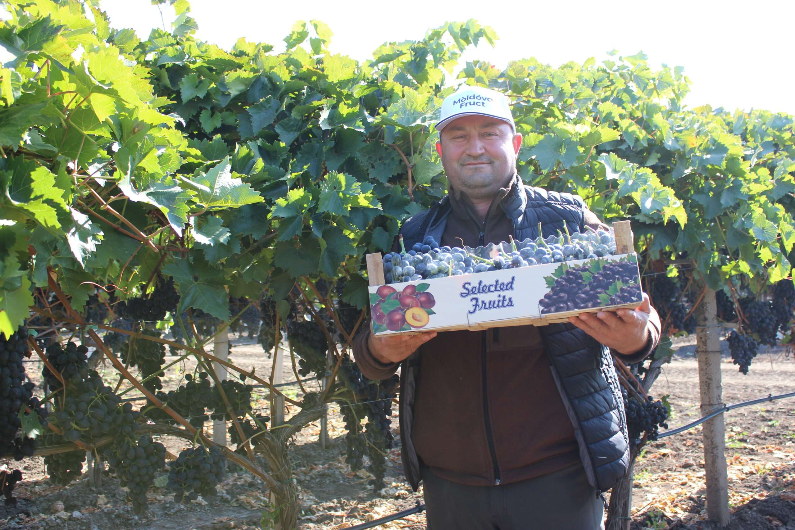 Strugurii de masă din Moldova, tot mai aproape de piața UE - agroexpert.md