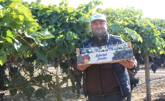 Strugurii de masă din Moldova, tot mai aproape de piața UE - agroexpert.md