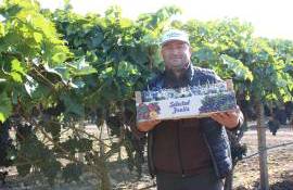 Strugurii de masă din Moldova, tot mai aproape de piața UE - agroexpert.md