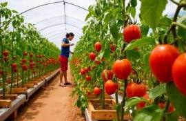 Климатические изменения снижают прибыльность плодоовощеводства - agroexpert.md