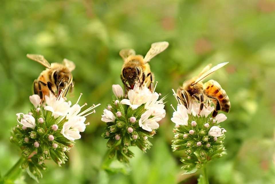 Oportunitate pentru apicultori vizită de studiu - agroexpert.md