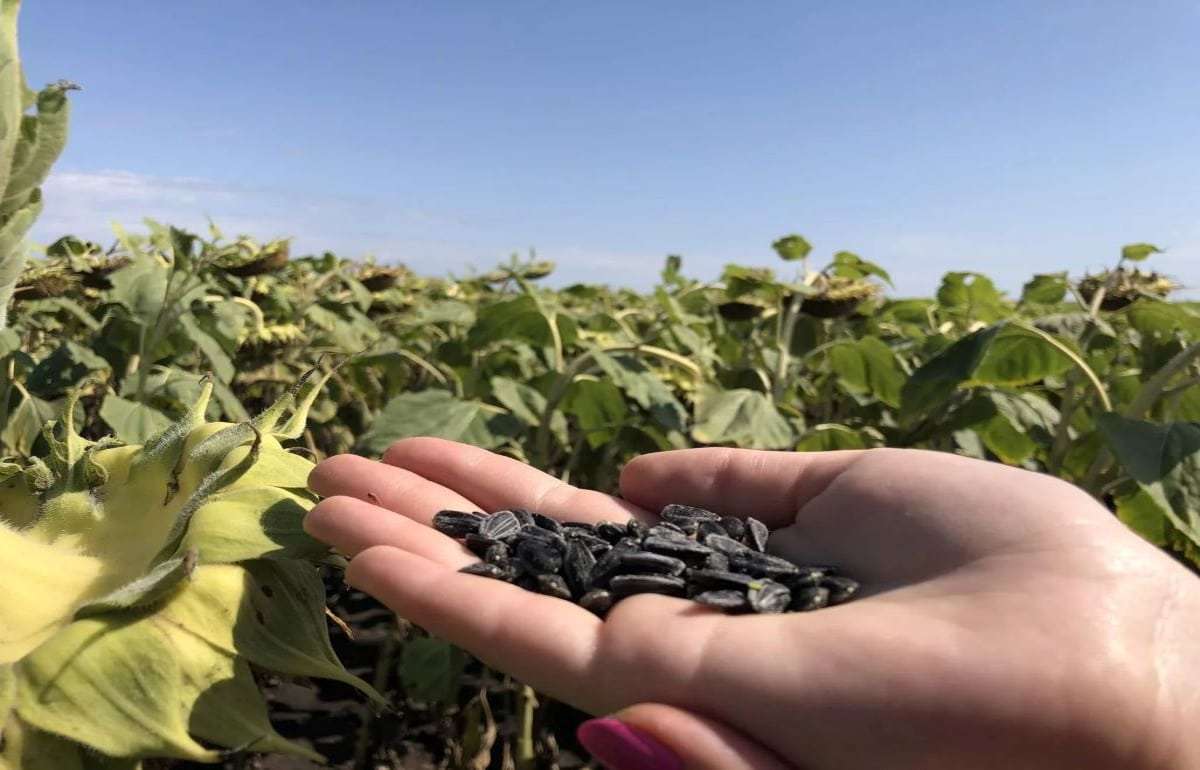 ЕС ожидает рекордного урожая и переработки подсолнечника в 2026/27 МГ - agroexpert.md