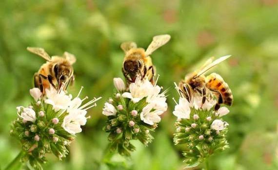 Oportunitate pentru apicultori vizită de studiu - agroexpert.md