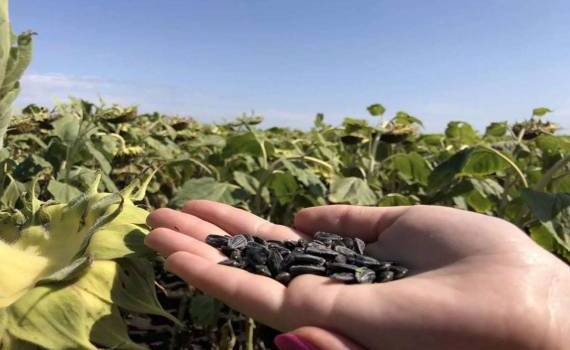 ЕС ожидает рекордного урожая и переработки подсолнечника в 2026/27 МГ - agroexpert.md