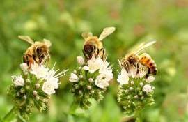 Oportunitate pentru apicultori vizită de studiu - agroexpert.md