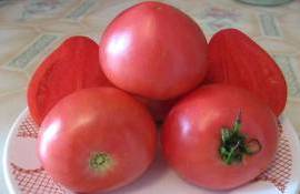 Турецкие помидоры укрепляют позиции на международных рынках - agroexpert.md