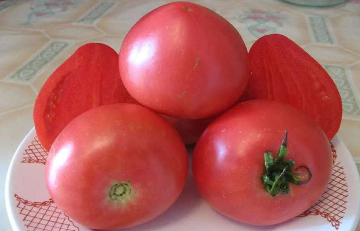 Турецкие помидоры укрепляют позиции на международных рынках - agroexpert.md