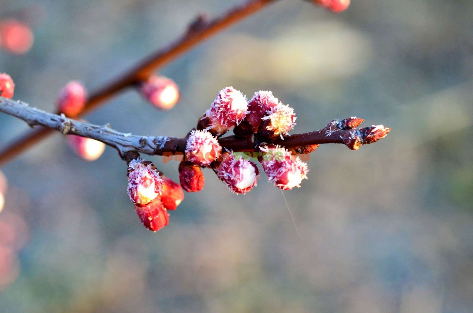 Vreme rece - agroexpert