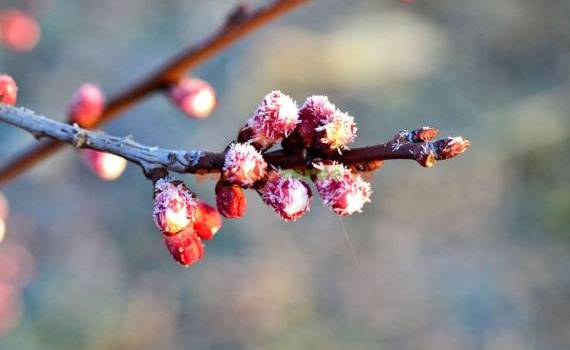 Vreme rece - agroexpert