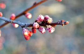 Vreme rece - agroexpert