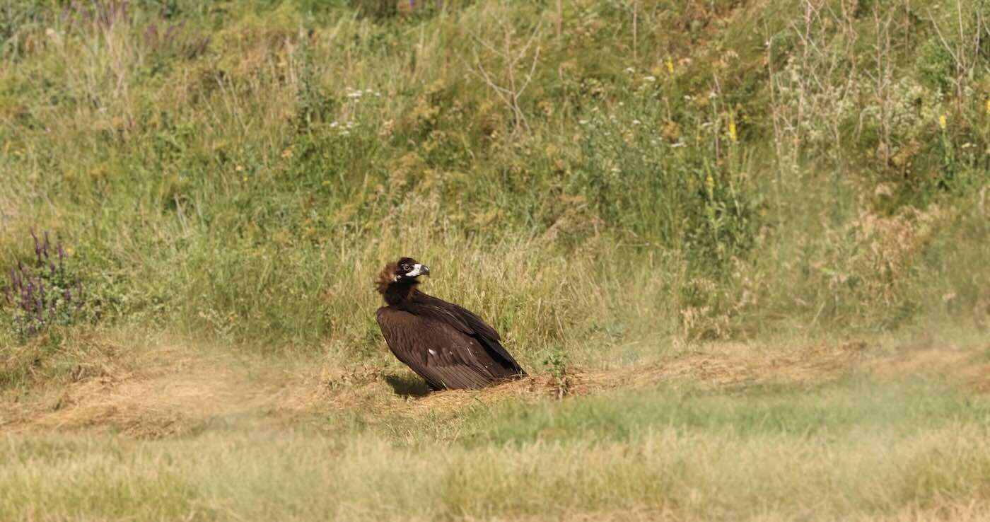 Un vultur negru rar a zburat prin R. Moldova. Pasărea, urmărită prin GPS - agroexpert.md