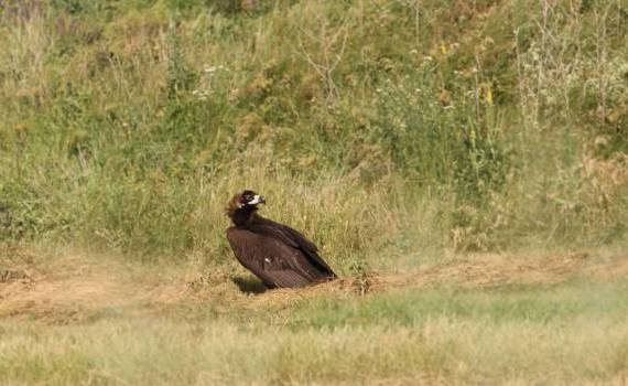 Un vultur negru rar a zburat prin R. Moldova. Pasărea, urmărită prin GPS - agroexpert.md