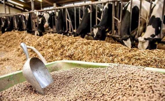 Мировой рынок кормов вырос на 40 млн т: названы ведущие производители - agroexpert.md
