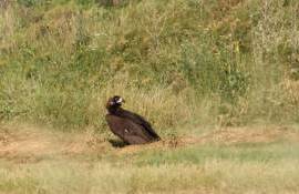 Un vultur negru rar a zburat prin R. Moldova. Pasărea, urmărită prin GPS - agroexpert.md