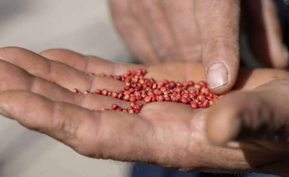 Granturi de până la 20.000 EUR pentru fermieri. Ce trebuie să știi - agroexpert.md